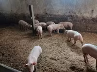 Świnie (partia, płeć nieokreślona), Крупная белая — zdjęcie 2