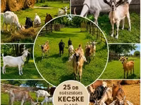 Ziegenbock, Ziegen — Foto 2