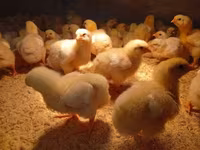Chickens — zdjęcie 3