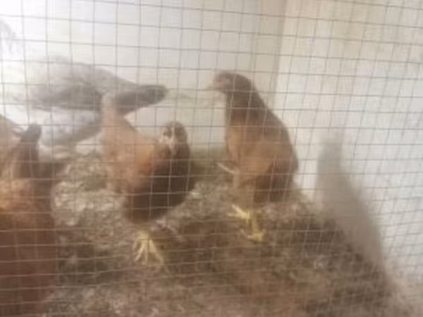Chickens