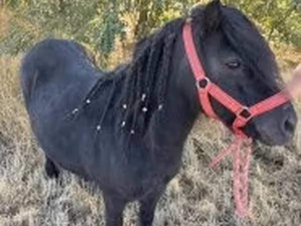 母马, Horses