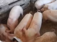 母猪, Крупная белая — 照片 6