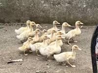 American Pekin — photo 1