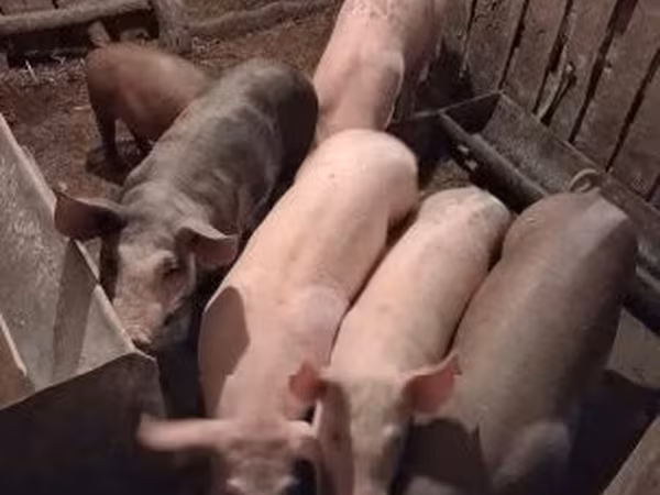 Świnie (partia, płeć nieokreślona), Świnie — Węgry