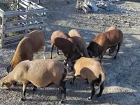 公羊, Cameroon sheep — 照片 5