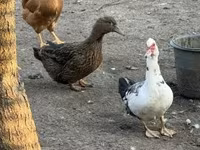 Ducks — fotografija 3