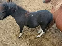 Cavalo, Cavalos — foto 4