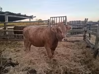 Vaca, Ganado vacuno — foto 2