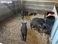 Cerdos (lote, sexo no especificado), Мангалица — foto 5
