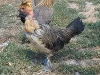 Chickens — fotografija 3