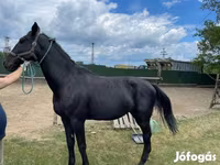 घोड़ा, Nonius horse — फ़ोटो 6