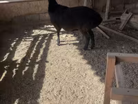 Qoʻchqor, Rhon sheep — 2-rasm