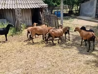 Ovan, Cameroon sheep — fotografija 6
