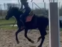 Cavalo, Hungarian horse breed — foto 8