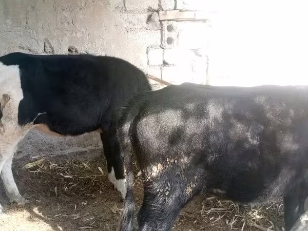 Vache, Russian Black pied cattle