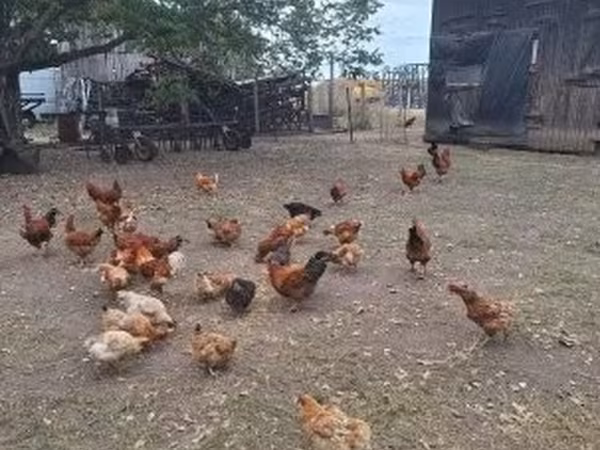 Chickens