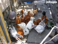 丹麦母鸡 — 照片 3