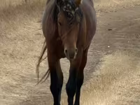 Pastuv, Kazakh horse — fotografija 2