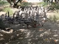 Geese — 写真 3