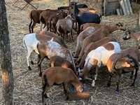 Қошқар, Cameroon sheep — 5-сурет