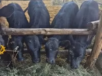 Kuh, Aberdeen-Angus — Foto 3