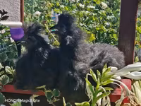 Silkie — zdjęcie 3