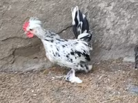 Chickens — fotografija 4