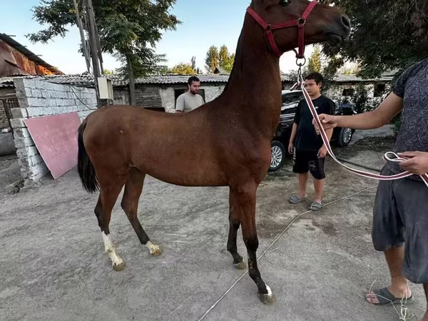 Pastuv, Akhal-Teke