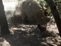 Chickens — Foto 6