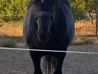 母马, Horses — 照片 3