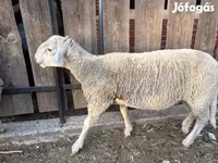 Ram, Merino sheep — photo 1