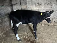 मवेशी (लॉट, लिंग निर्दिष्ट नहीं), Russian Black pied cattle — फ़ोटो 6