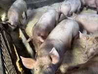Sow, Pigs — photo 5