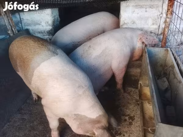 Cerdos (lote, sexo no especificado), Cerdos