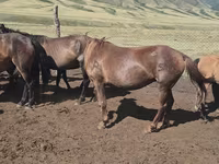 Égua, Cavalos — foto 3