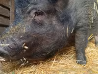 Boar, Вьетнамская вислобрюхая — photo 3