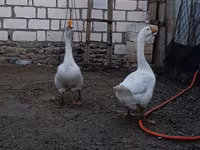 Geese — fotografija 4