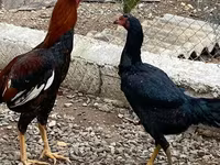 Chickens — fotografija 8