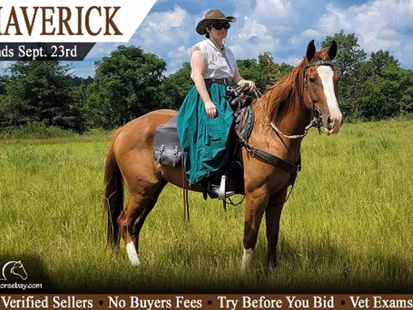 Pastuv, Quarter Horse