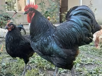 Australorp — zdjęcie 1