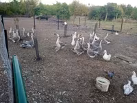 Geese — fotografija 2