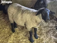 Ram, White Suffolk sheep — photo 2