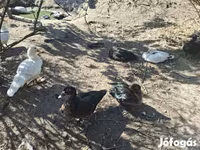 Ducks — fotografija 1