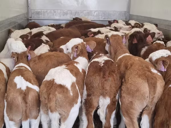 Goveda (partija, pol nije naveden), Simmental cattle