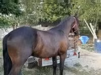 Cavalo, Friesian — foto 2