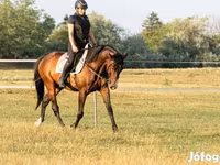 公马, Hungarian horse breed — 照片 4
