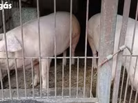 Cerdos (lote, sexo no especificado), Крупная белая — foto 2