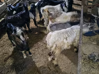 Billy Goat, Goats — photo 3