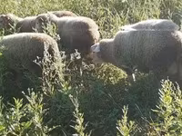 雄羊, Merino sheep — 写真 4