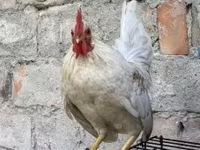 سيراما — الصورة 1